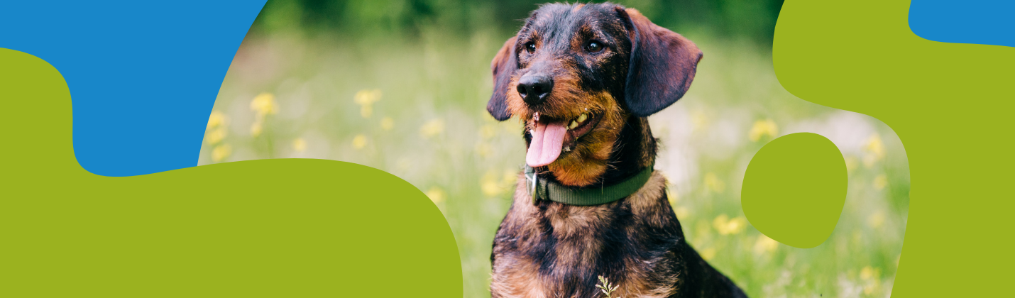 How to Repel Dogs: Methods That Work