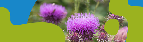 Milk Thistle Oil – Benefits, Uses and Dosage