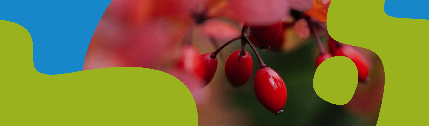 Berberine HCL: Benefits, Dosage & Uses